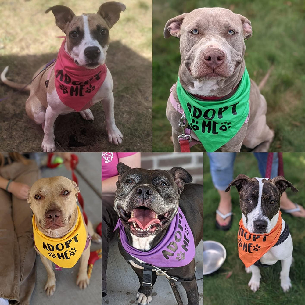 Pawskido Adopt Me Bandana in orange adds bold color to daily walks.