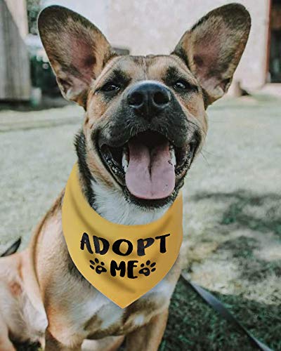 Pawskido Adopt Me Bandana in purple provides striking contrast in shelter photos.