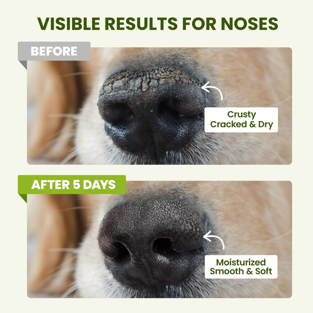 PawSono sun-wind-protection-nose forms protective barrier against harsh weather.