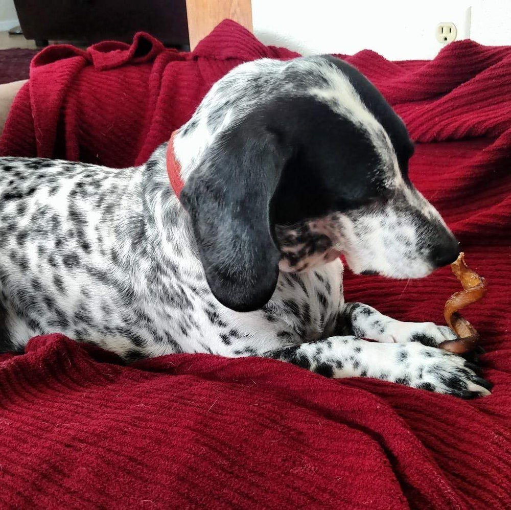 Low-odor Pawstruck chew bones designed for odor-conscious homes.