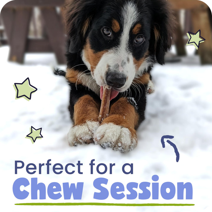 Pawstruck long-lasting dog chew—great for training sessions and boredom relief.