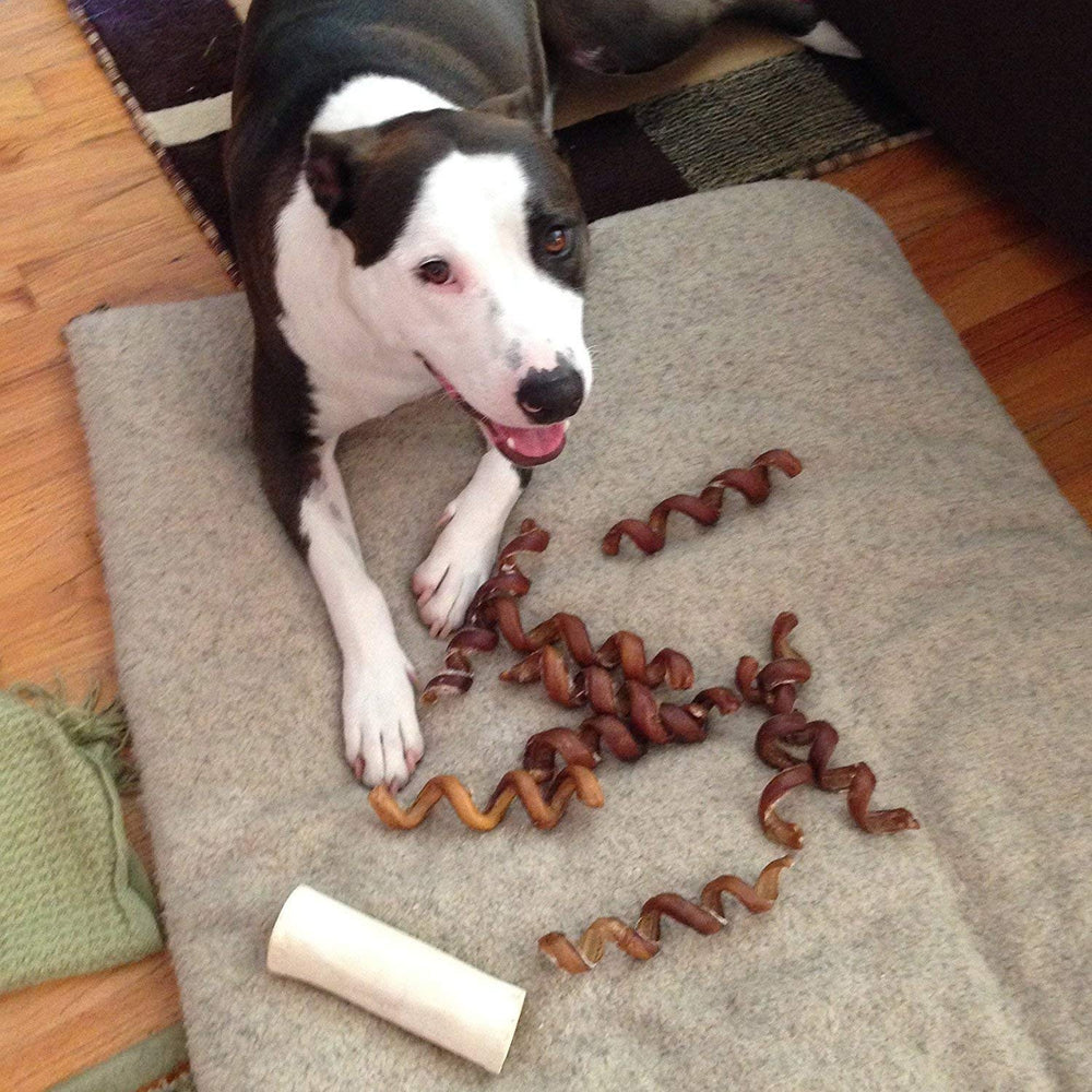 Pawstruck 6-inch springs on the floor, ideal for heavy chewers.