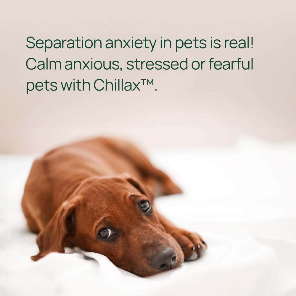 Dog enjoys pawTree Chillax soft chews during a calm moment.