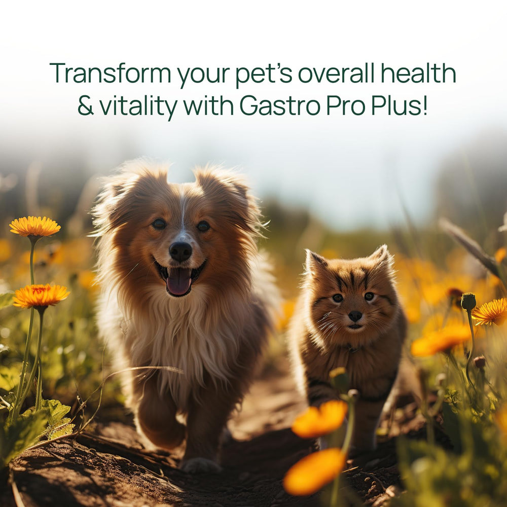 pawTree Gastro Pro Plus serving with pet enjoying meals
