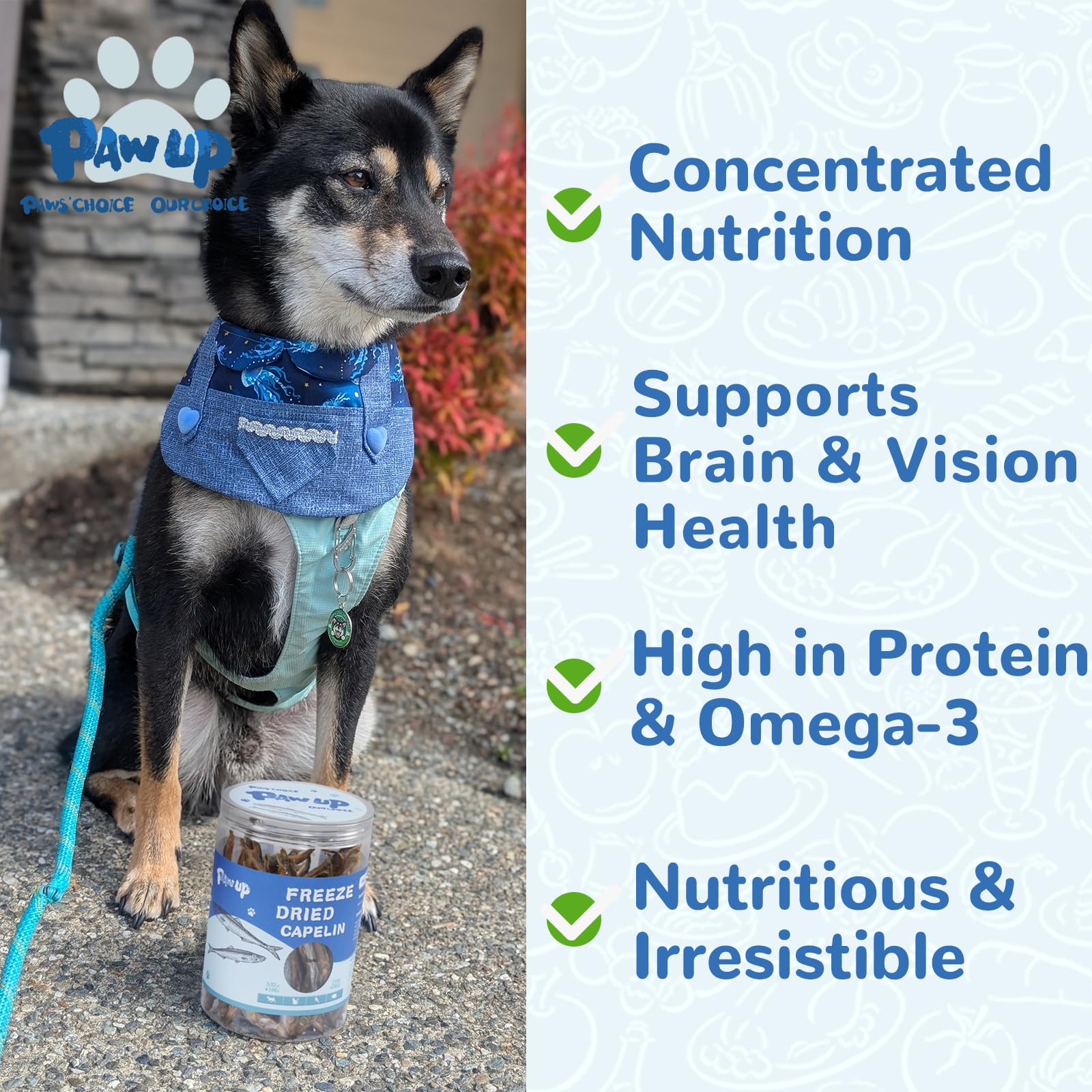 PAWUP Capelin Treats: a dog enjoying a crunchy omega-3 snack.