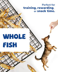 PAWUP treats scattered on a surface show grain-free, high-protein rewards.