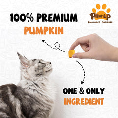 PAWUP freeze-dried pumpkin close-up reveals nutrient-rich fiber preserved.