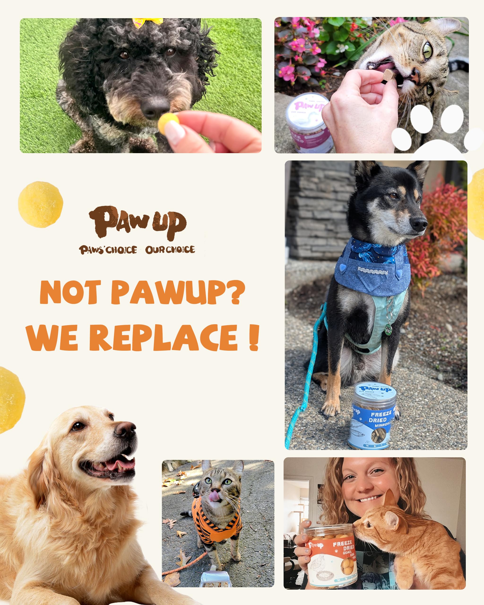 PAWUP rehydrated quail egg yolk snack with richer aroma.