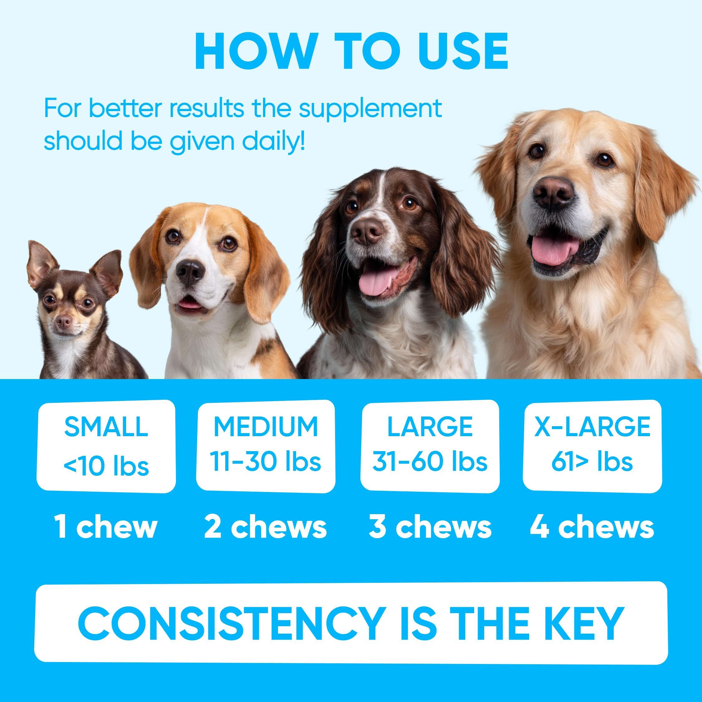 Pawzitive Pets dog enjoying a chew during treat time.
