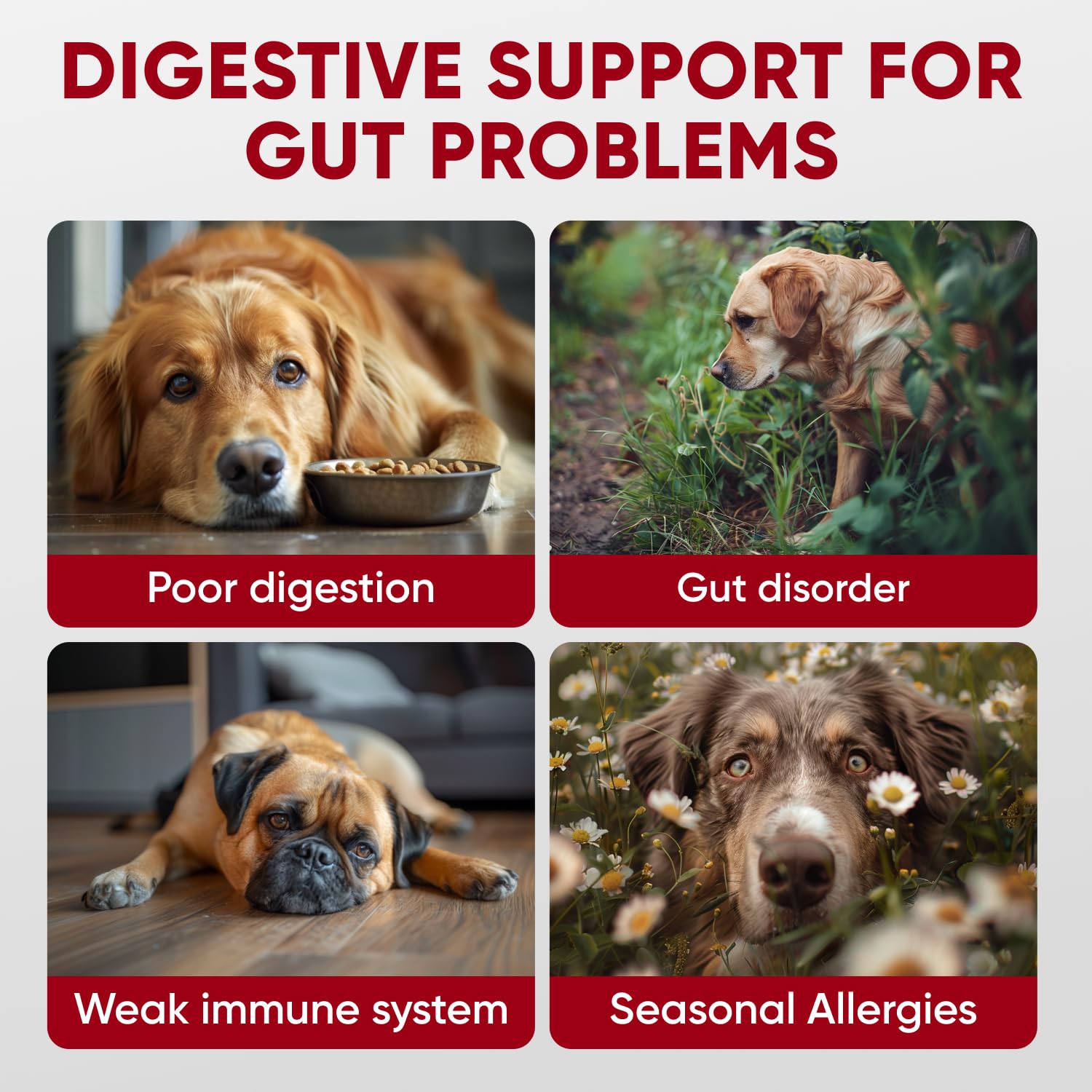 Close-up of ingredients and natural formula for Pawzitive Pets dog probiotics.