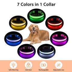 PcEoTllar durable polyester webbing collar with high-tensile stitching.