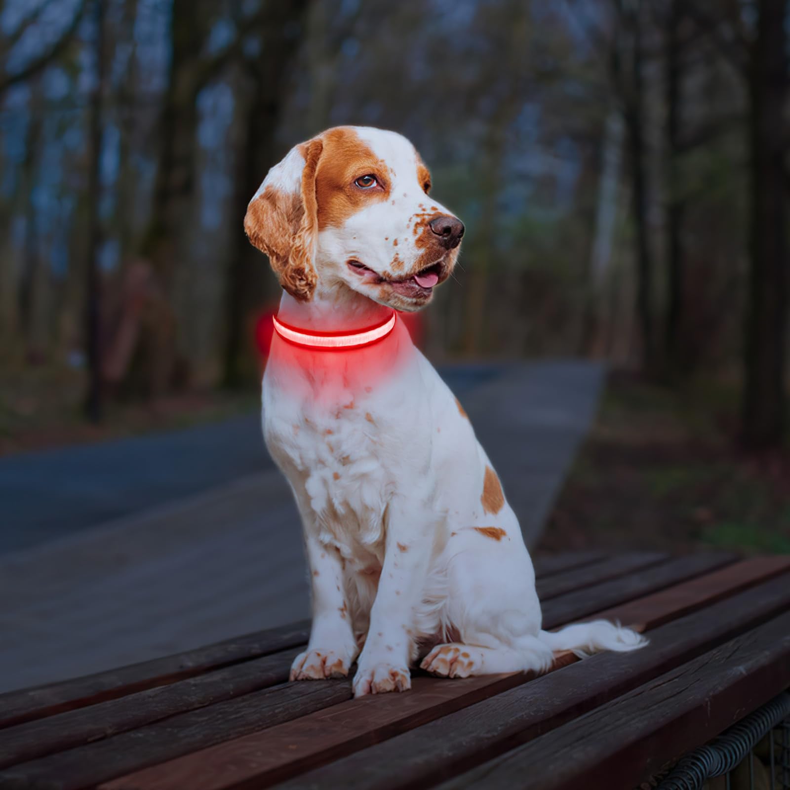 PcEoTllar glow dog collar during evening training emphasizes safety and visibility.