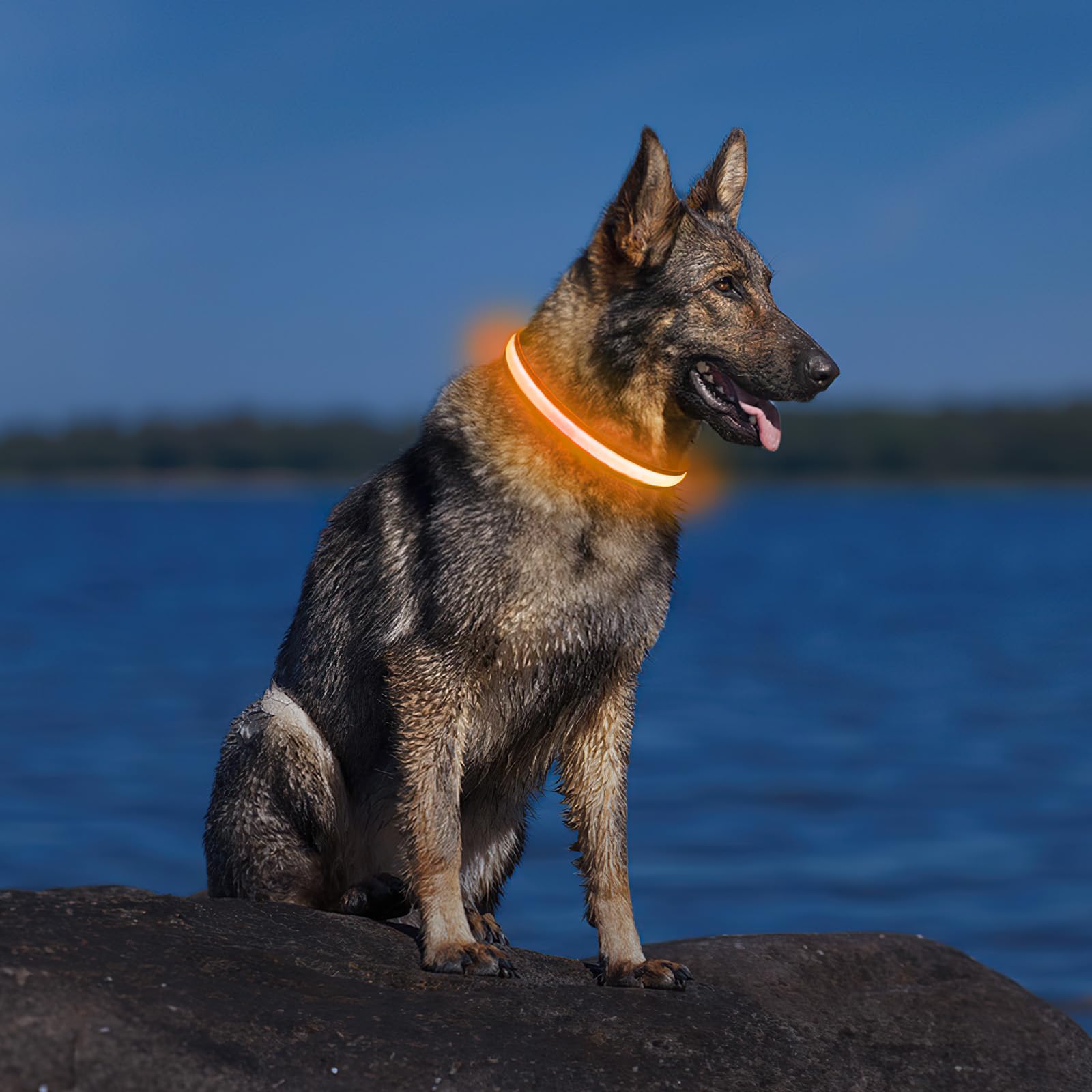 PcEoTllar glow-in-the-dark collar for safe outdoor adventures.