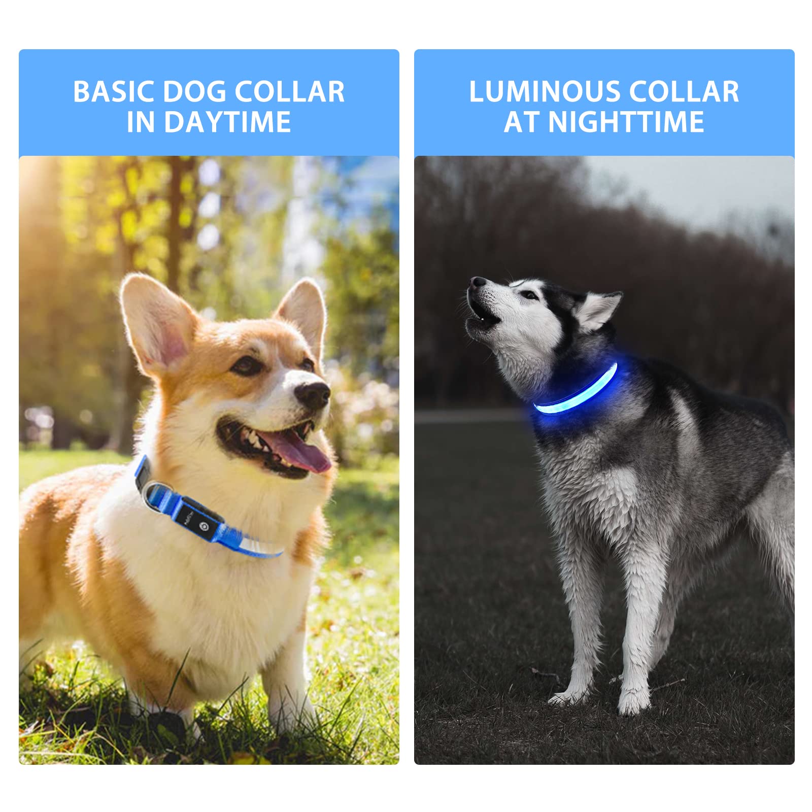 PcEoTllar color-changing LED collar enhances visibility during evening strolls.