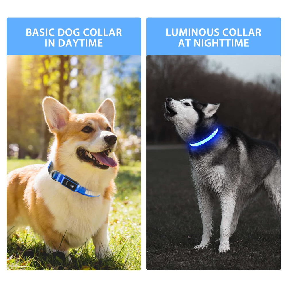PcEoTllar color-changing LED collar enhances visibility during evening strolls.