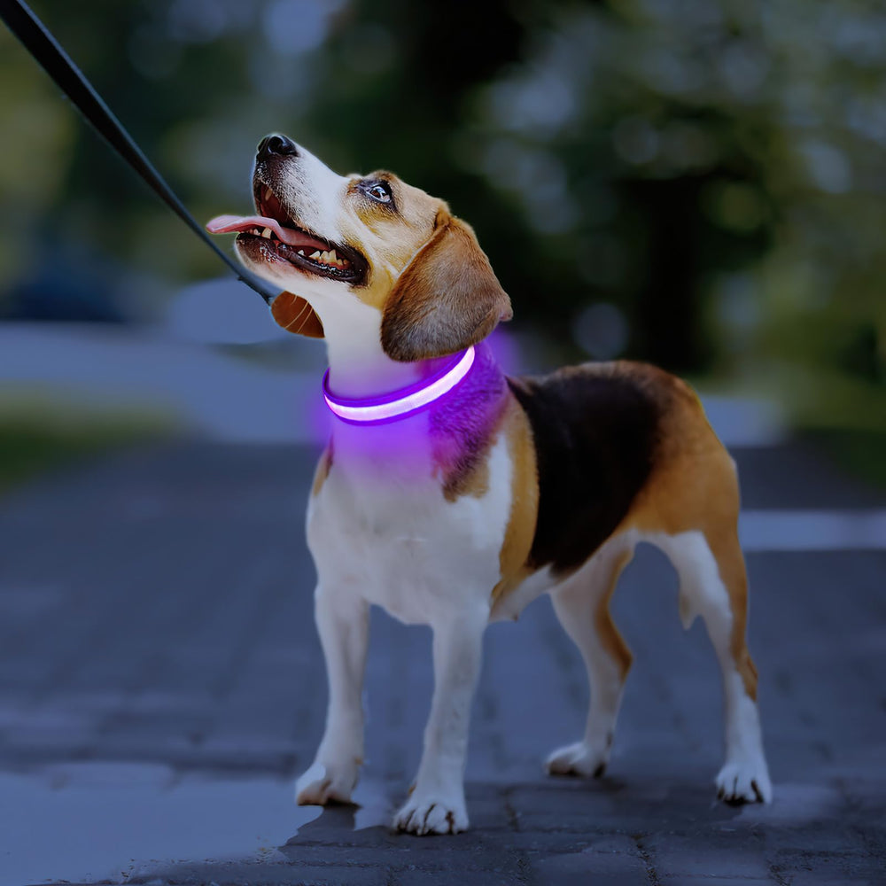 PcEoTllar night visibility collar boosts safety
