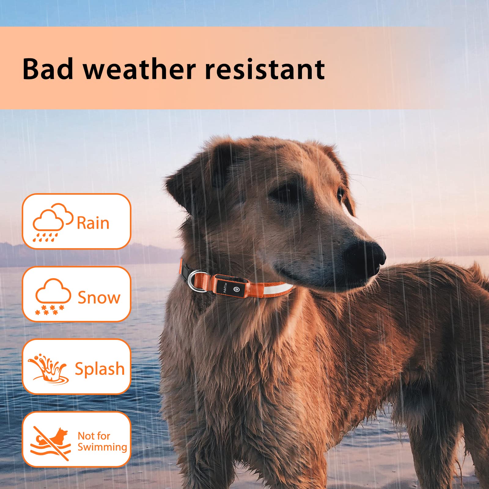PcEoTllar dog collar glows during night walks for safer outings.