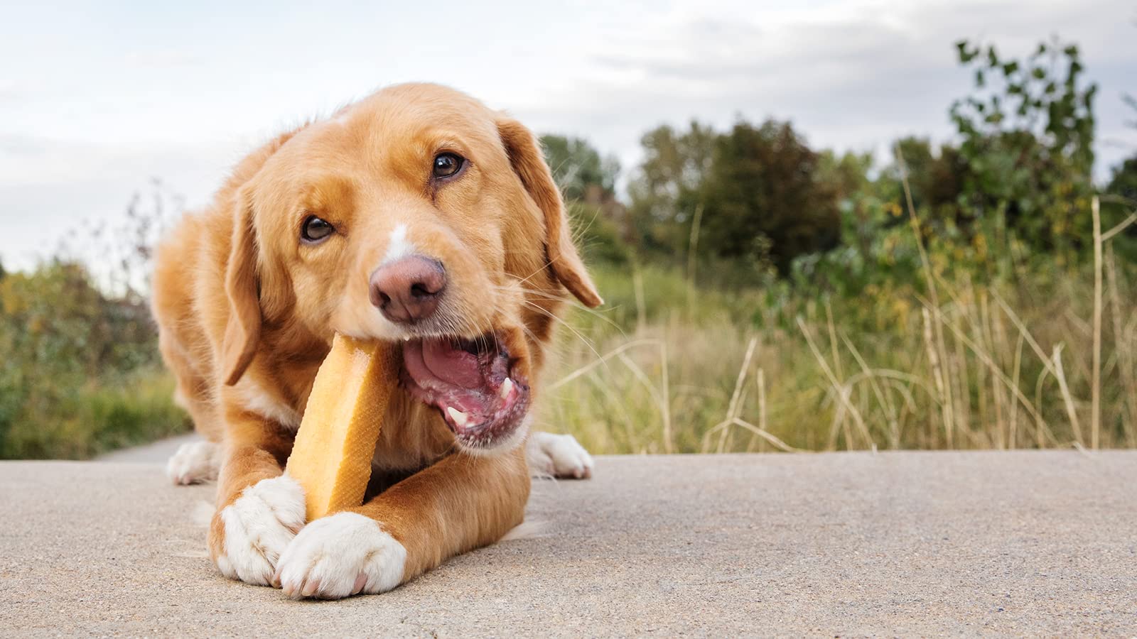 peaksNpaws long lasting chews ideal for aggressive chewers.