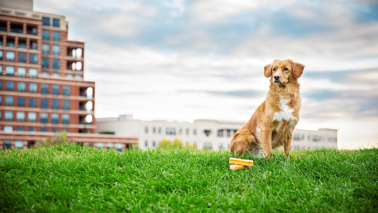 peaksNpaws chew session demonstrates a clean, pleasant experience for pets and owners.