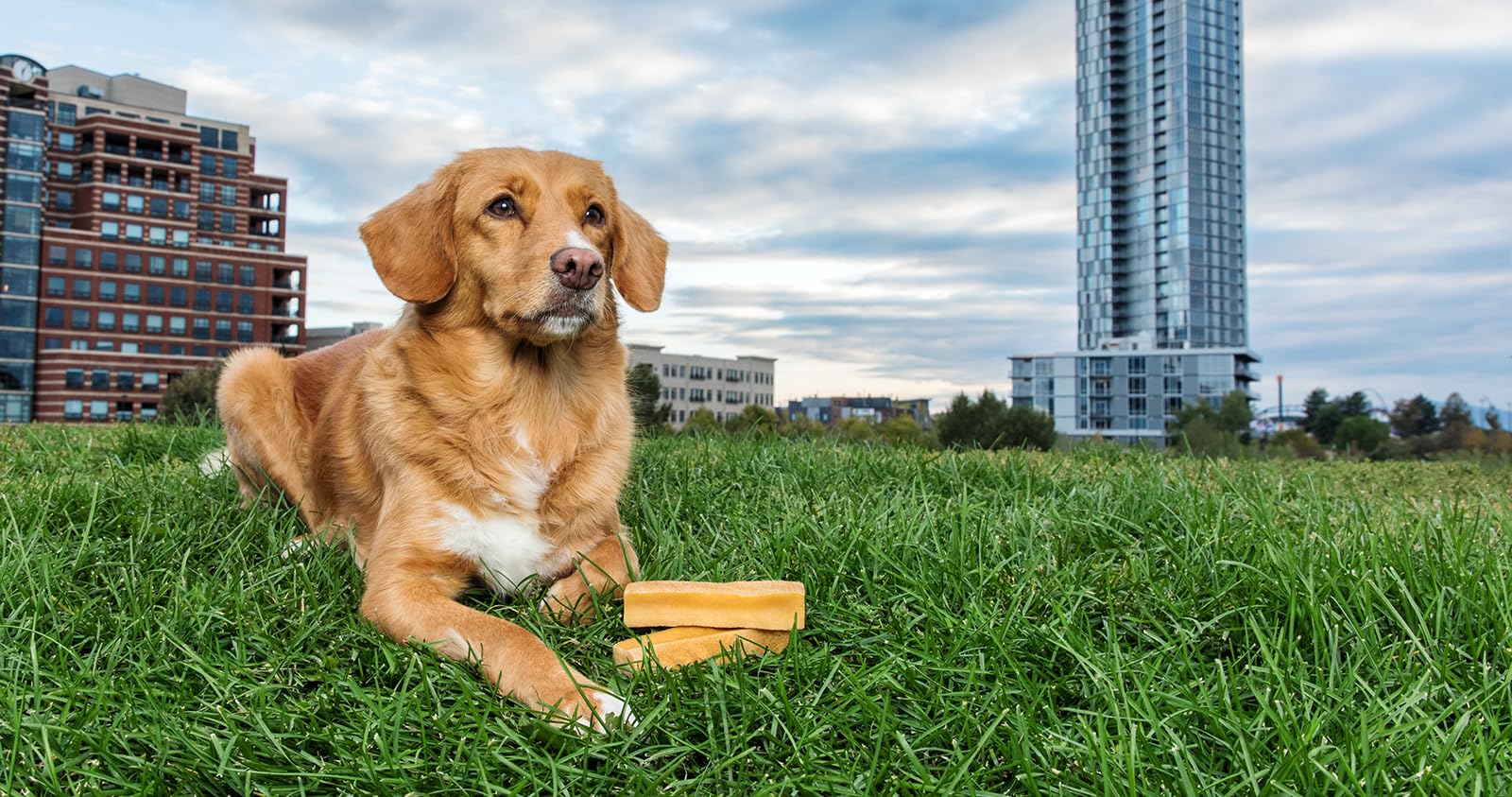 peaksNpaws three medium chews pack designed for medium-size dogs.