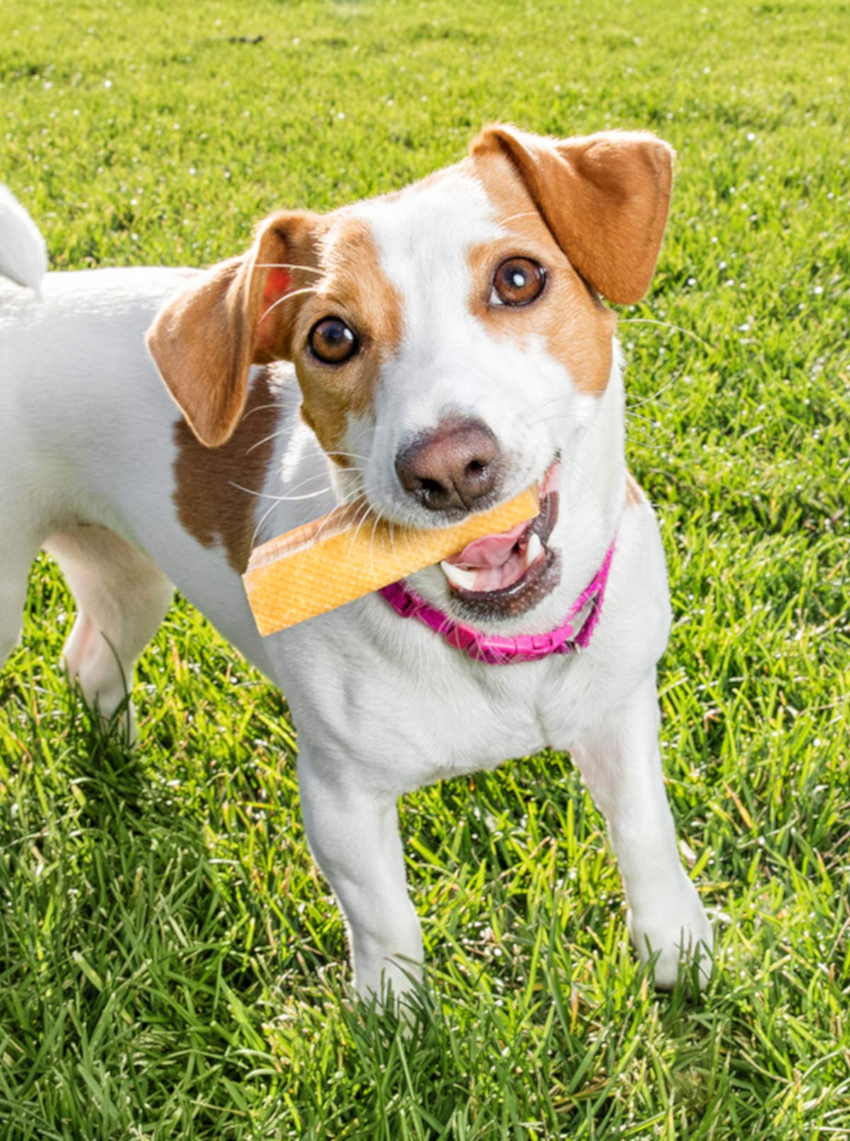 peaksnpaws Yak Cheese dog chews closeup texture shows durable, long-lasting bites.