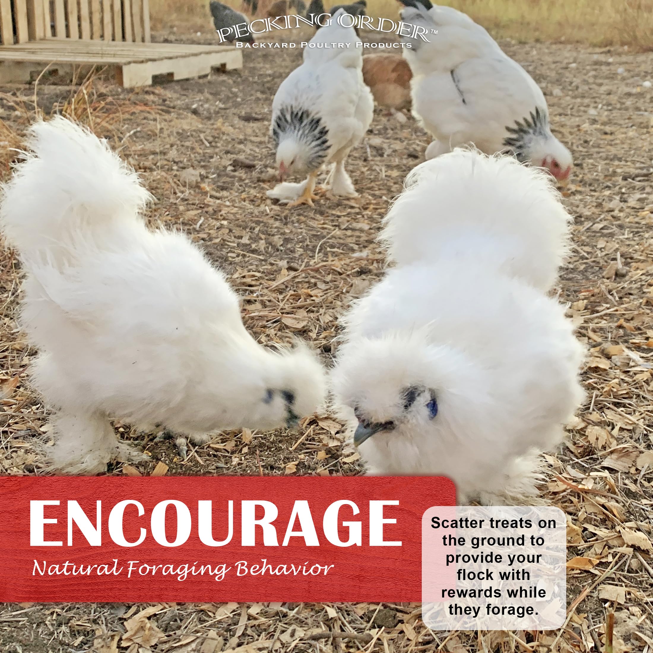 Pecking Order suitable for all poultry types including chickens and ducks
