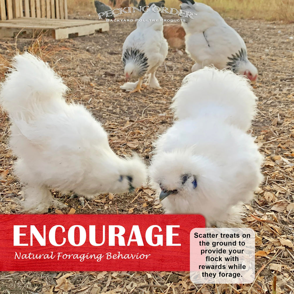 Pecking Order suitable for all poultry types including chickens and ducks