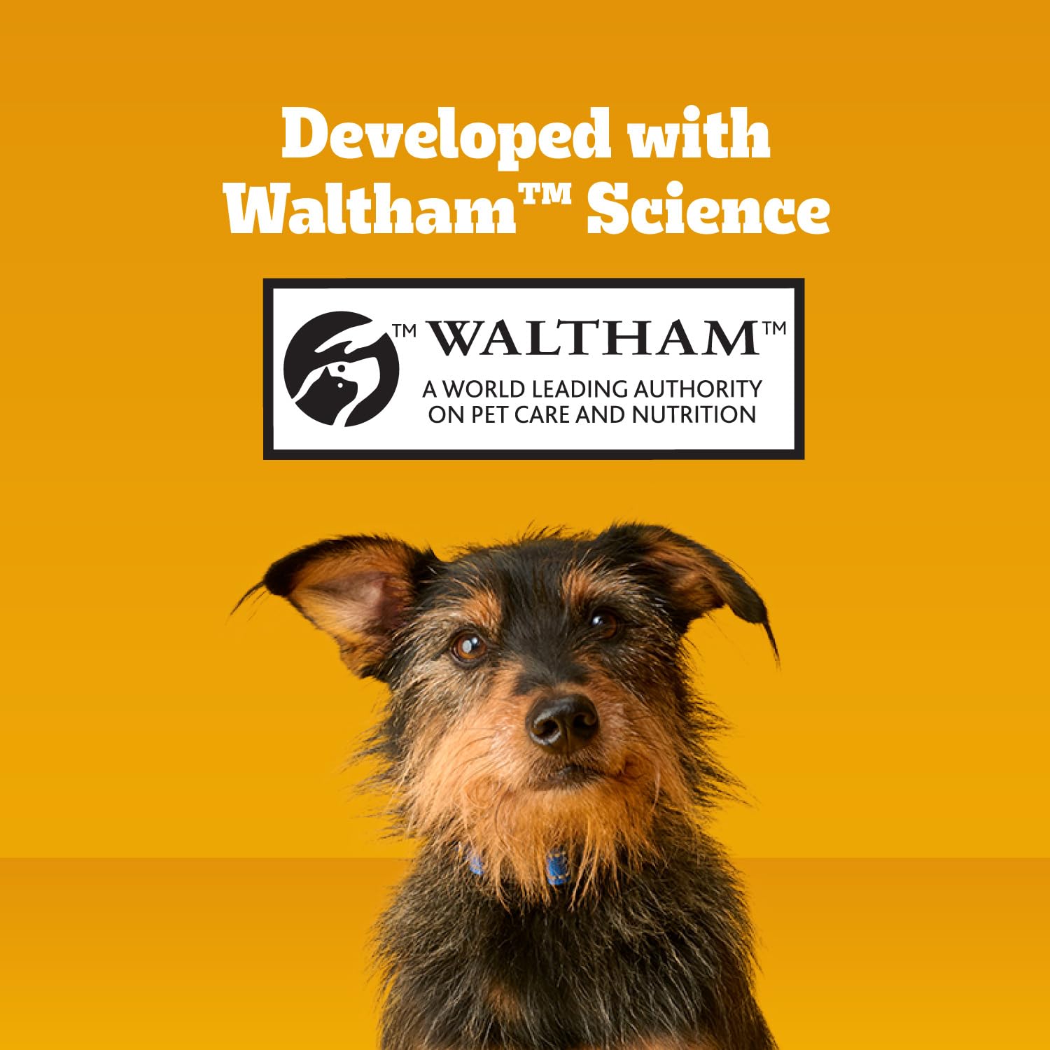 Dentastix being chewed to illustrate plaque-busting action in large breeds