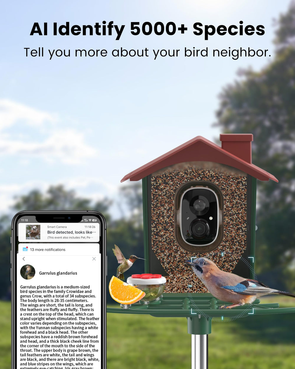 PEEIPM Visible Window Bird Camera shows close-up plumage and actions.