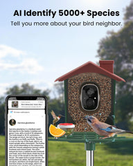PEEIPM Visible Window Bird Camera shows close-up plumage and actions.