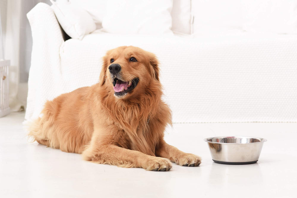 PEGGY11 deep bowls help contain food and water during meals