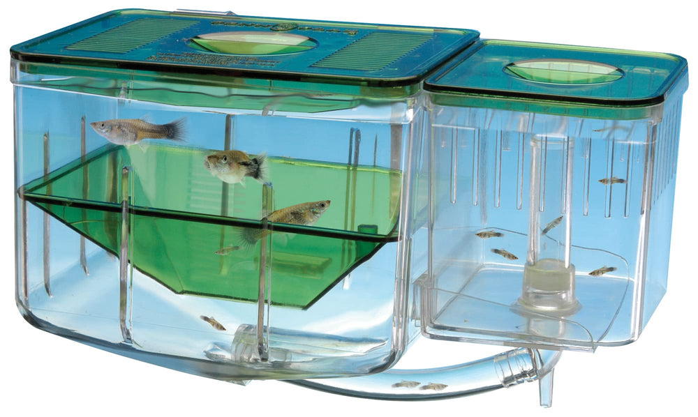 Penn-Plax AN2 Aqua Nursery circulation in action keeping fry healthy.