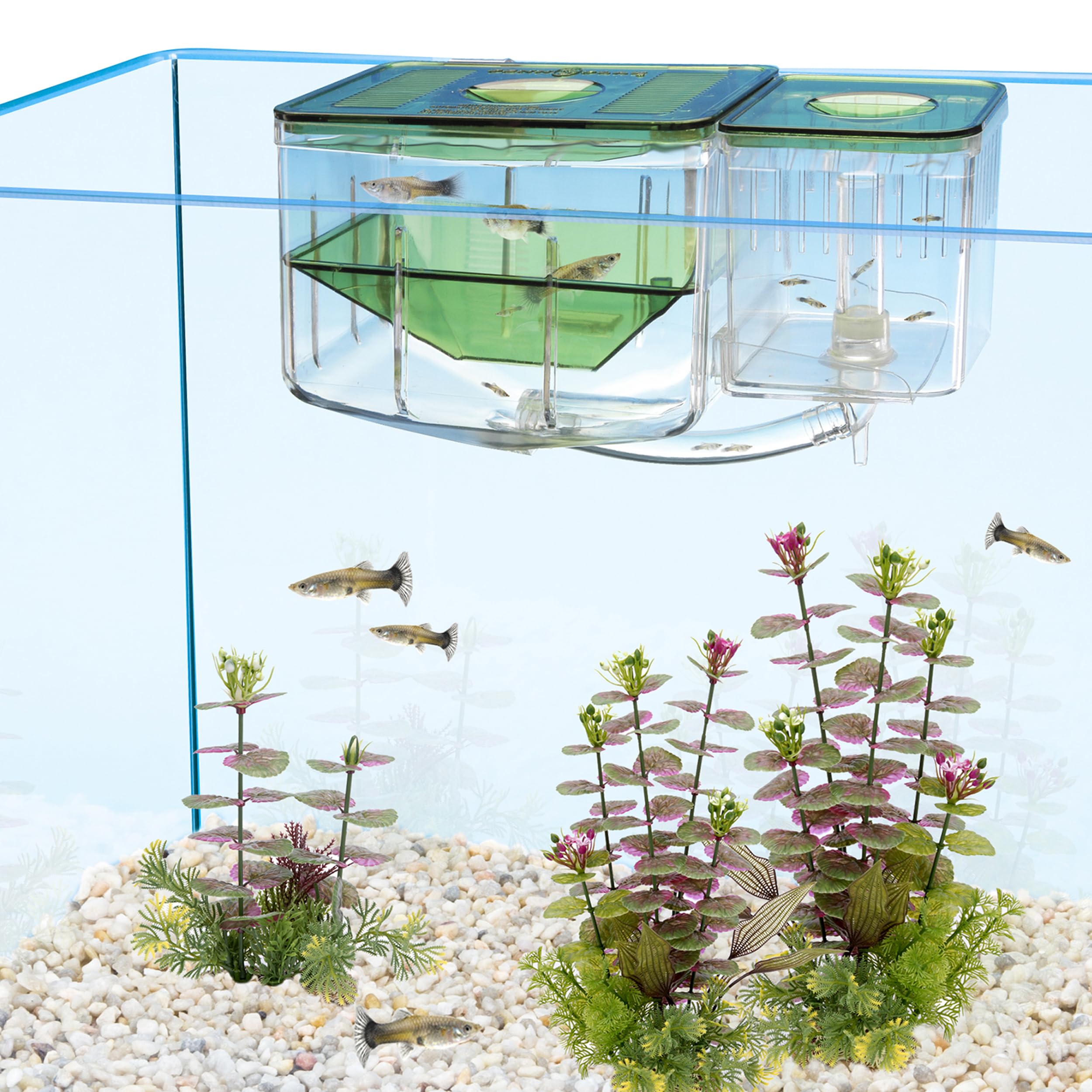 Penn-Plax AN2 Aqua Nursery maternity section guiding fry into nursery.
