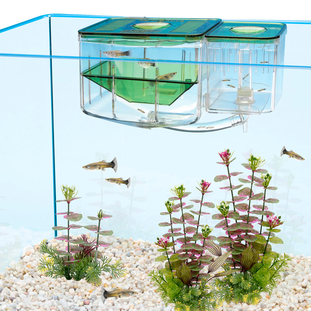 Penn-Plax AN2 Aqua Nursery maternity section guiding fry into nursery.