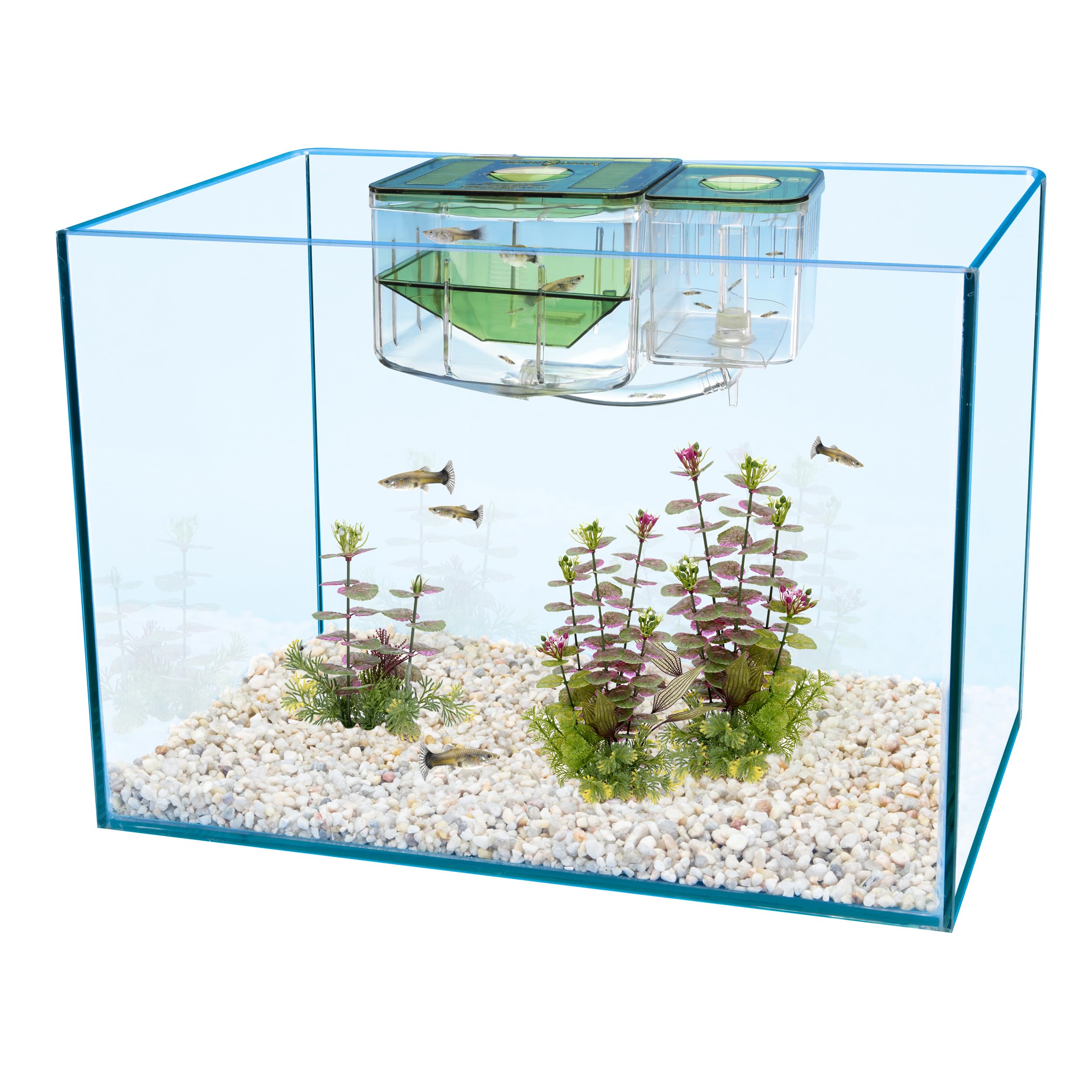Penn-Plax AN2 Aqua Nursery separate-tank transfer showing safe fry isolation.