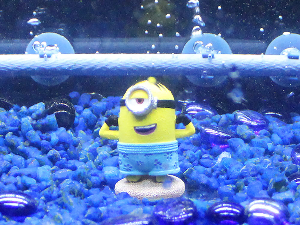 Penn-Plax Bob Minions ornament in tank—cute focal point for small setups