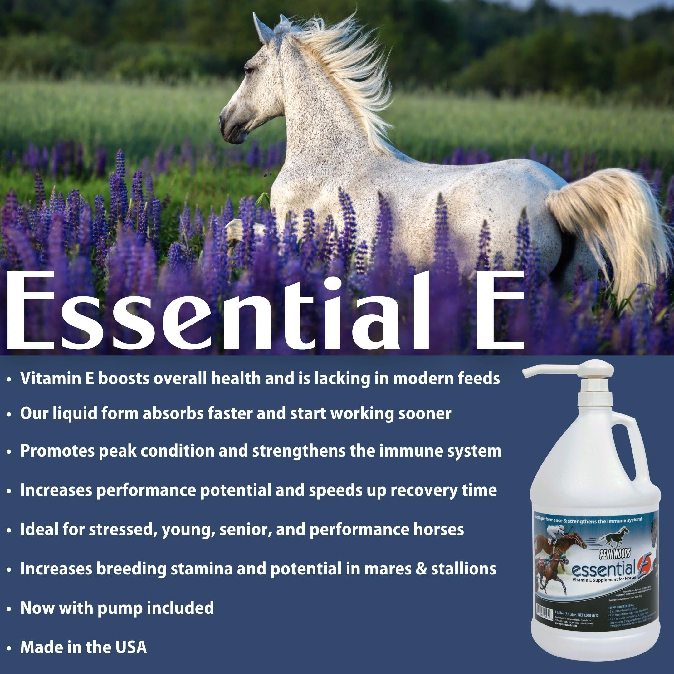Pennwoods Essential E in a feeding scene with horse and feed bucket.