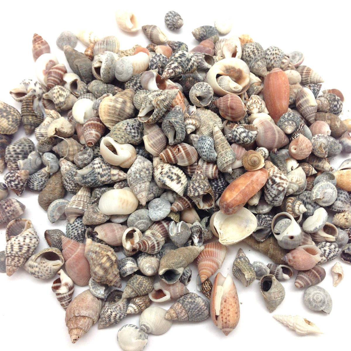 PEPPERLONELY Indian Ocean small mix seashells, colorful decor accents for crafts.