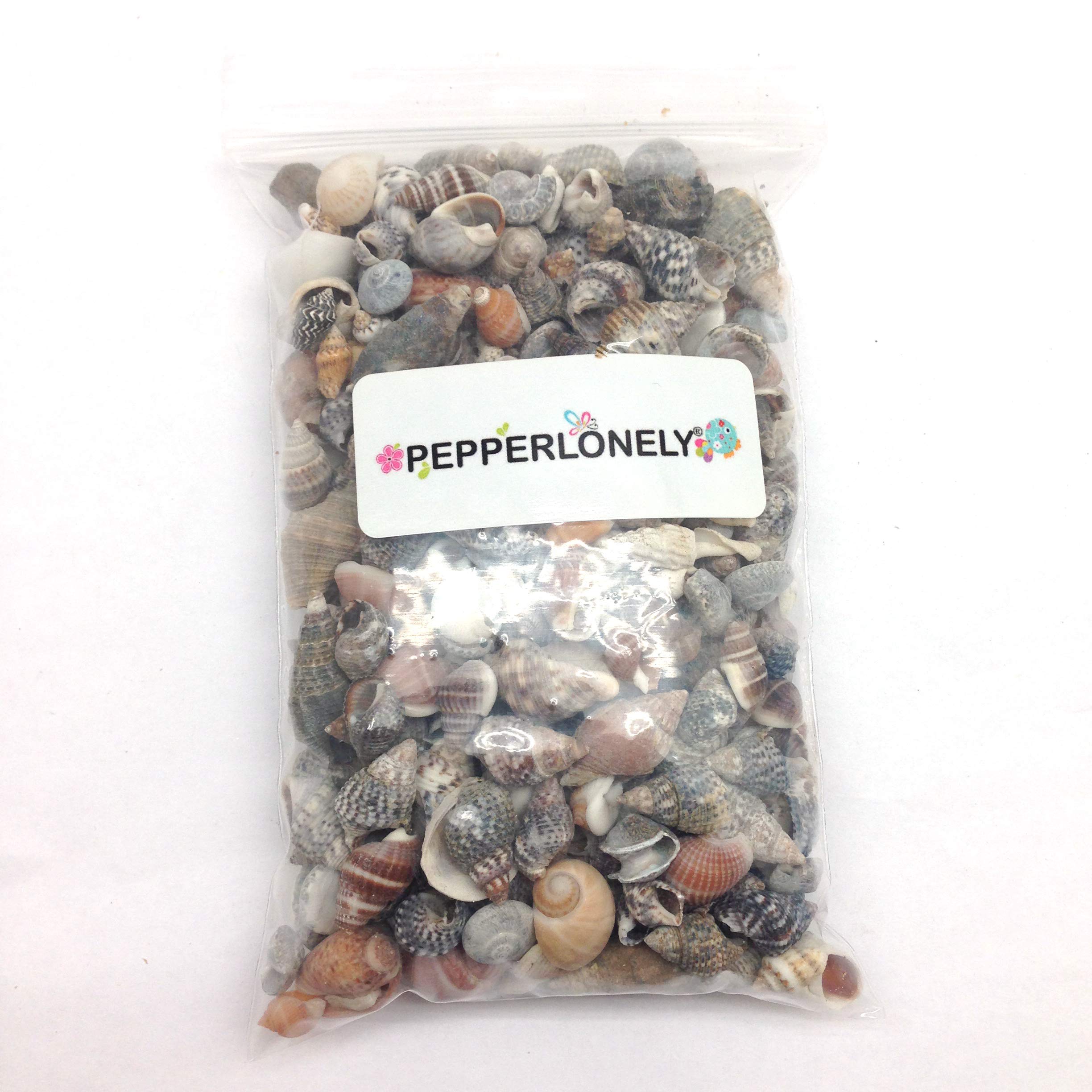 PEPPERLONELY Indian Ocean shells, 1/4 inch to 1 inch range, perfect for jewelry.