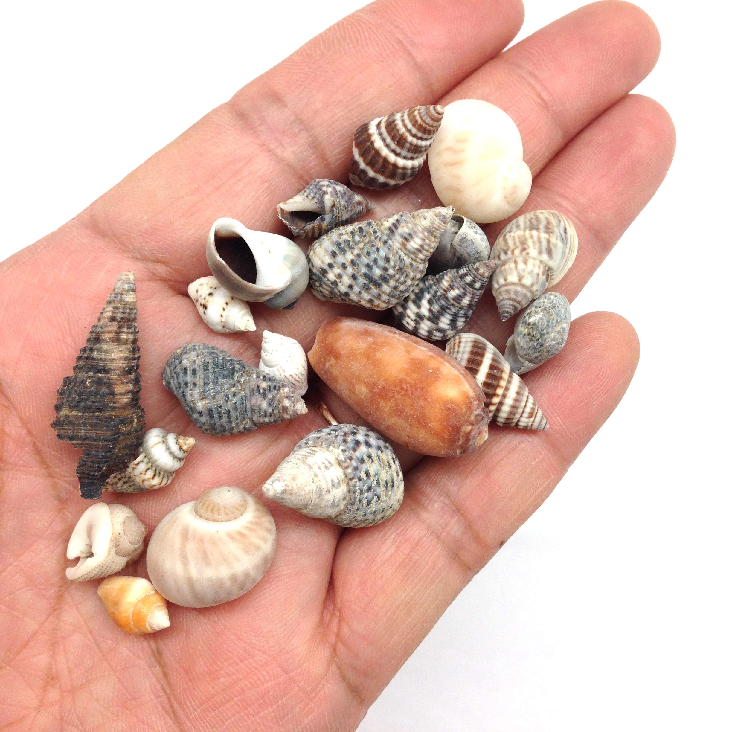 PEPPERLONELY seashells mix, 8 oz bag, ideal for resin art and displays.