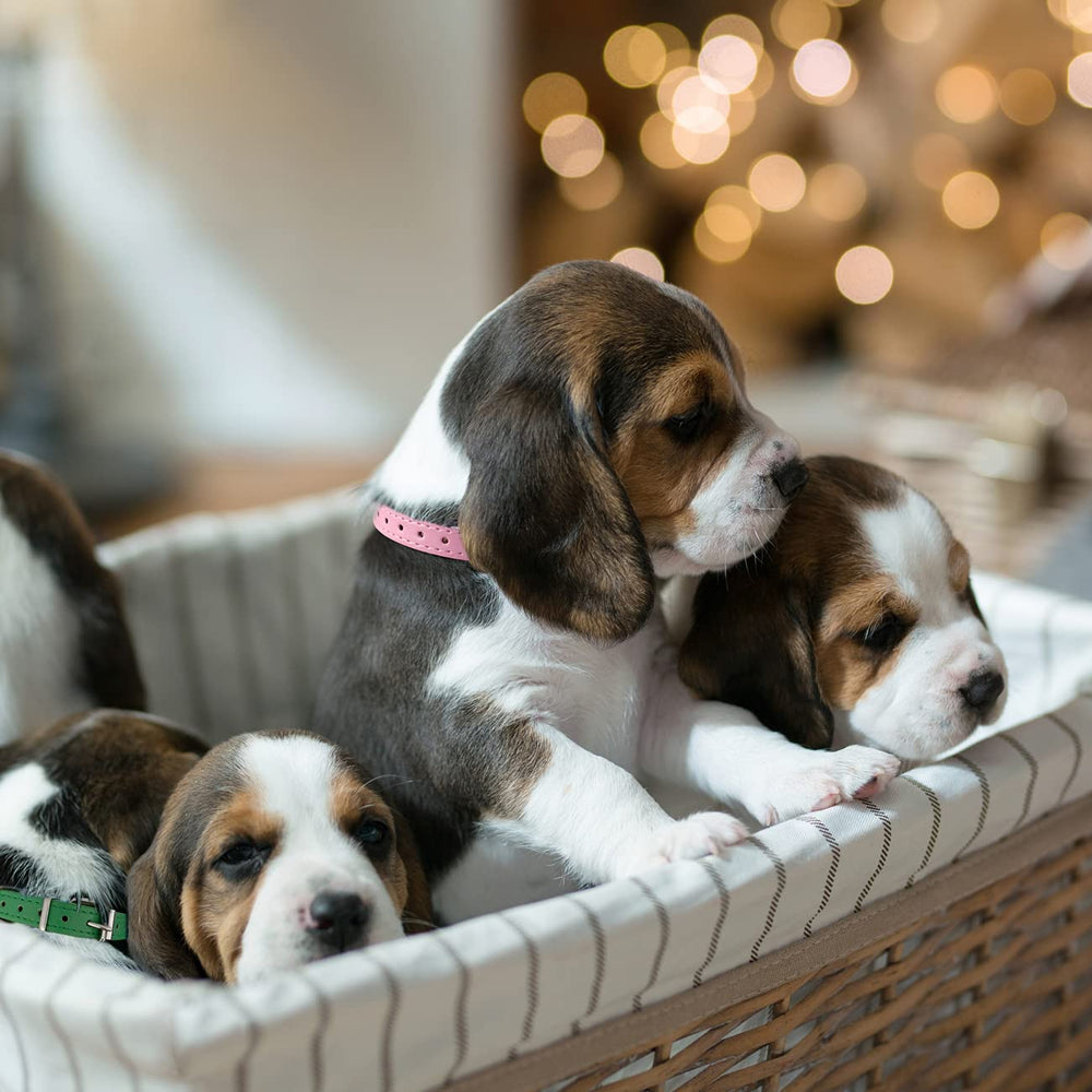 Periflowin lightweight durable puppy collar supports active play and daily use.
