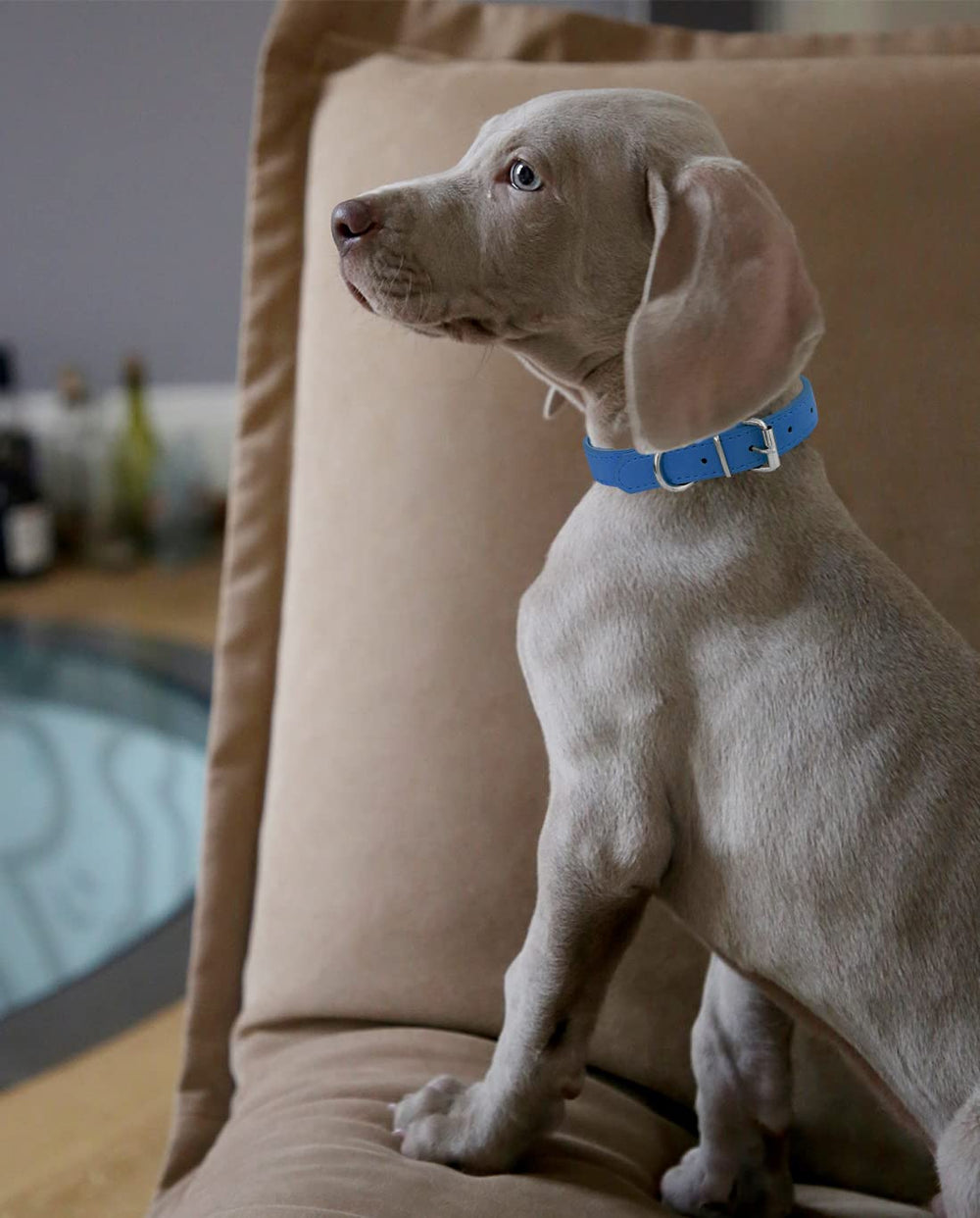 Durable adjustable collar suitable for medium to large dogs