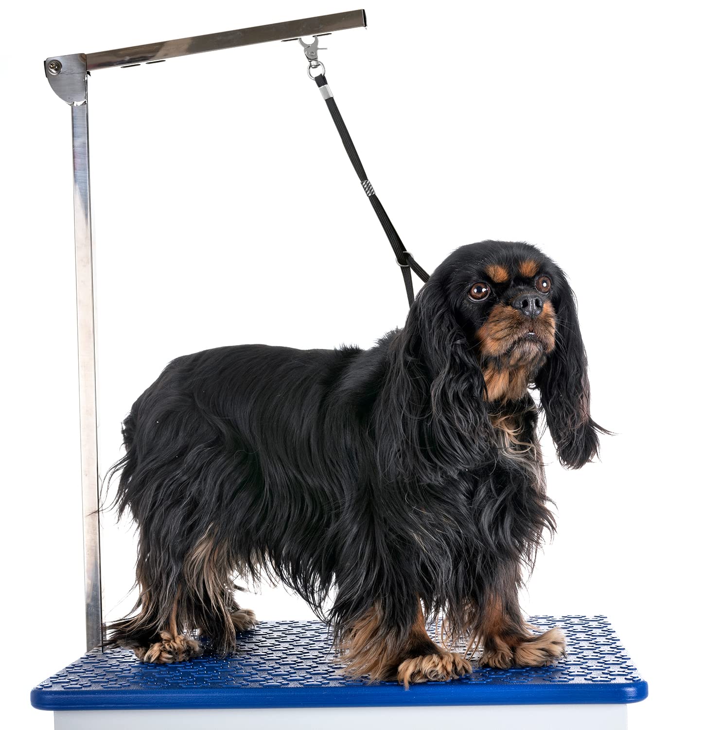 Soft yet strong noose holds restless dogs safely during grooming