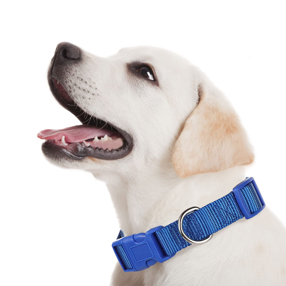 Perthlin colorful dog collars in blue, red, and green aid quick identification.