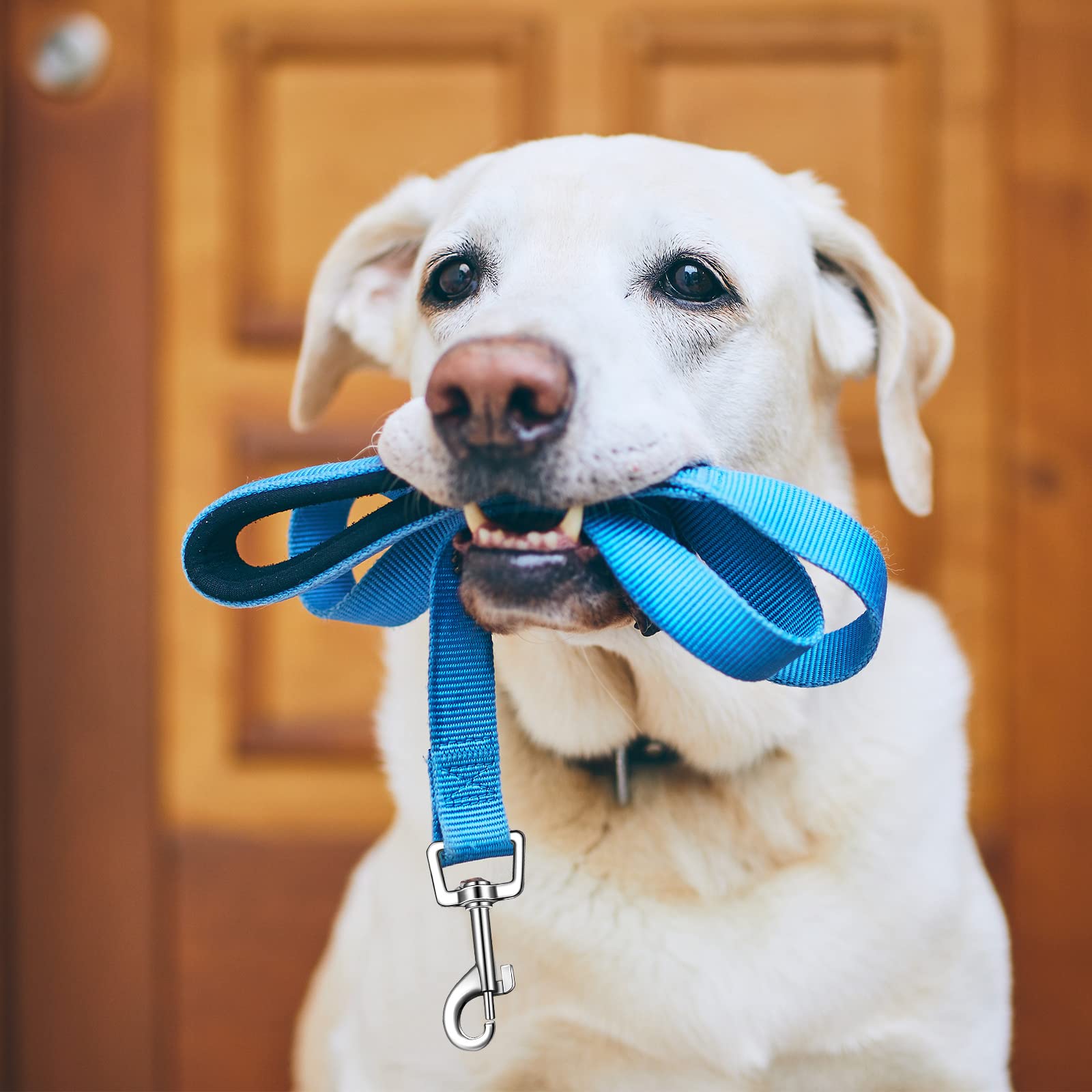 Perthlin nylon webbing leash in multiple colors for daily use.