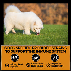 Pet Chef Nutrition supplement jar showing spirulina, kona berry, and sweet potato