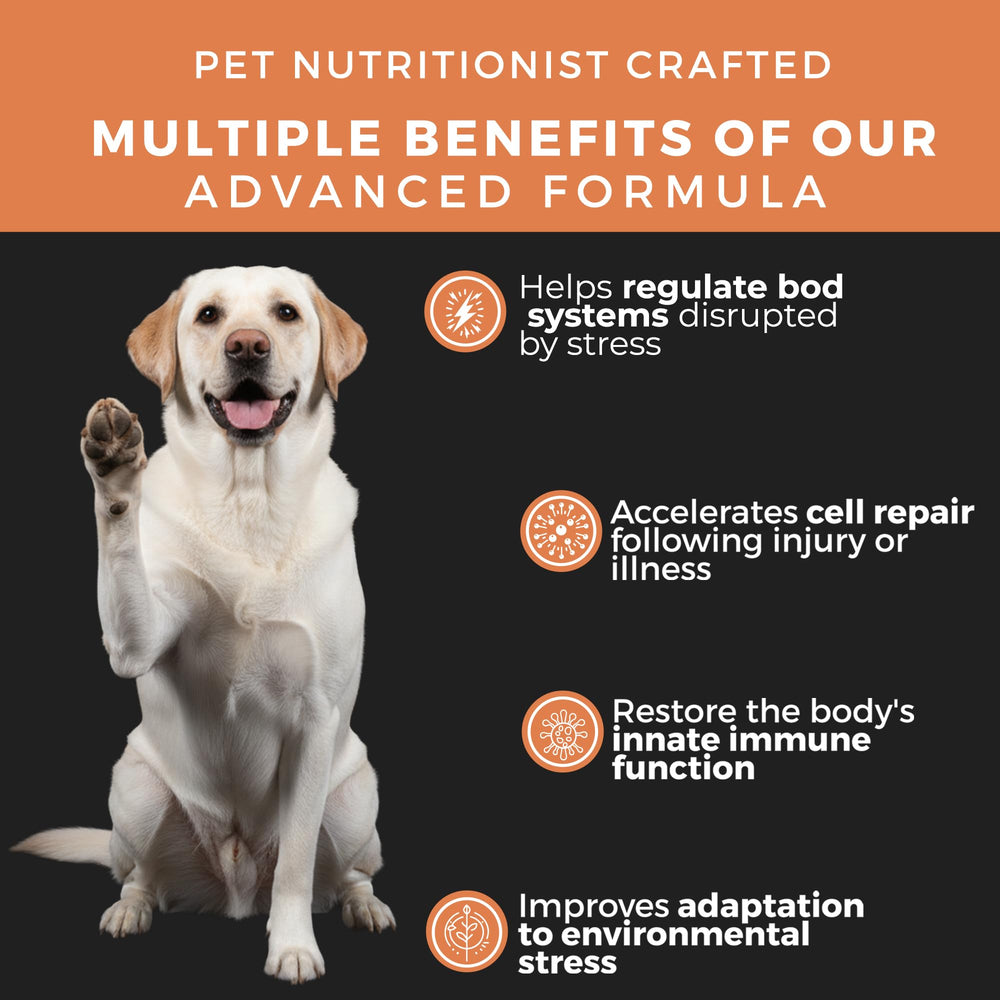 Pet Chef Nutrition immune-support chews emphasize broad immune benefits for dogs