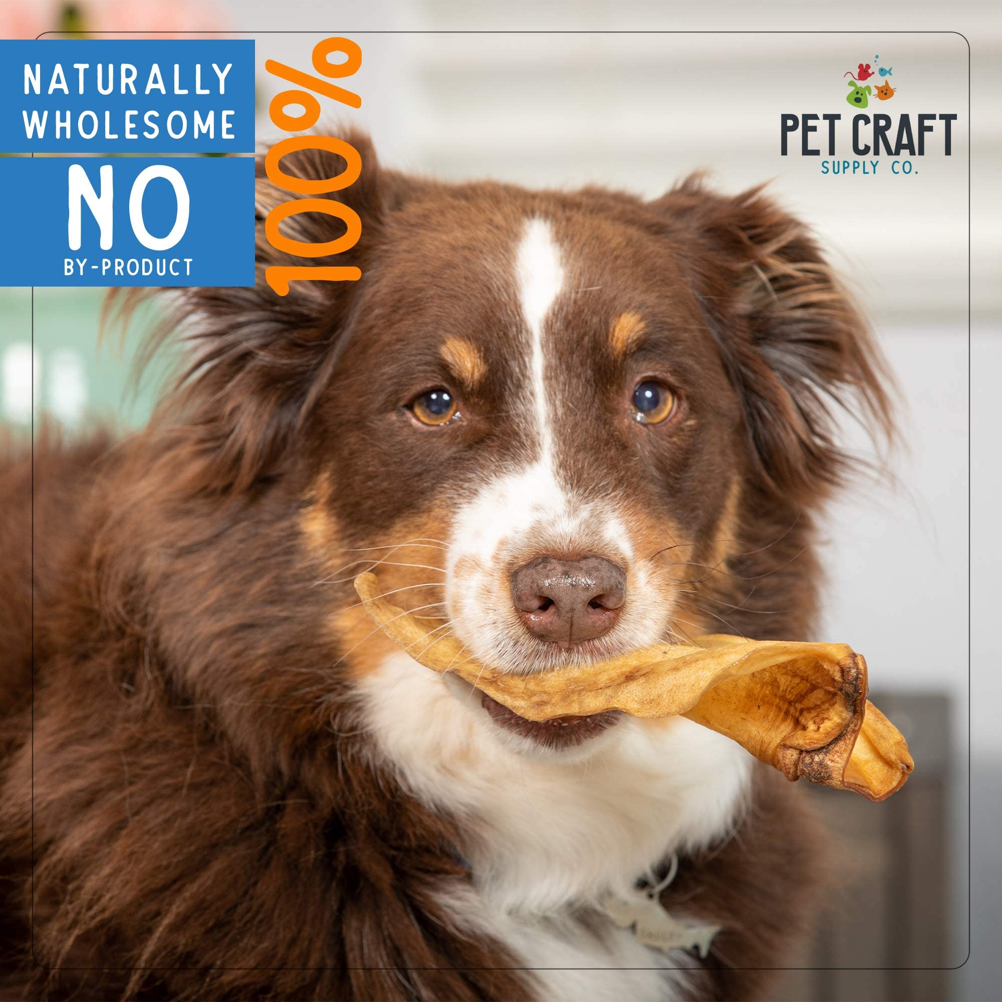 Pet Craft Supply Water Buffalo Ear suitable for small to large dogs during chew time.