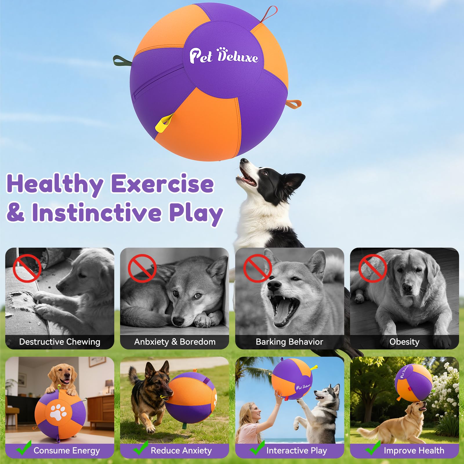 Pet Deluxe herding ball chased by a Border Collie for mental and physical engagement