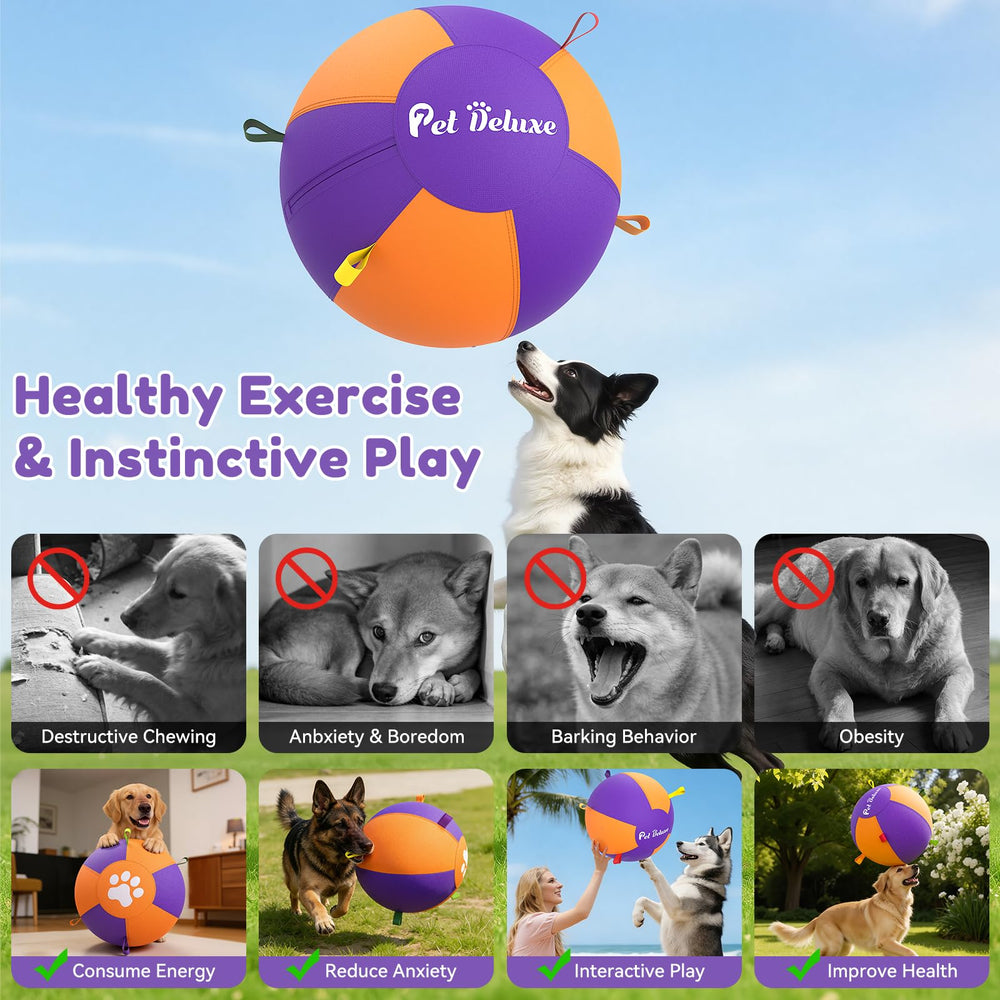 Pet Deluxe herding ball chased by a Border Collie for mental and physical engagement